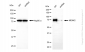 KD-Validated Anti-MAP3K2 Rabbit Monoclonal Antibody
