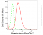 KD-Validated Anti-Moesin Rabbit Monoclonal Antibody