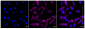 KD-Validated Anti-Moesin Rabbit Monoclonal Antibody