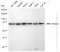 KD-Validated Anti-Moesin Rabbit Monoclonal Antibody