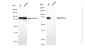 KD-Validated Anti-Moesin Rabbit Monoclonal Antibody