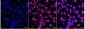 KD-Validated Anti-DGCR8 Rabbit Monoclonal Antibody