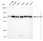 KD-Validated Anti-DGCR8 Rabbit Monoclonal Antibody