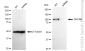 KD-Validated Anti-DGCR8 Rabbit Monoclonal Antibody