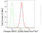 KD-Validated Anti-Phospho-MEK1 (S298) Rabbit Monoclonal Antibody