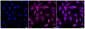 KD-Validated Anti-Phospho-MEK1 (S298) Rabbit Monoclonal Antibody