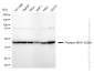 KD-Validated Anti-Phospho-MEK1 (S298) Rabbit Monoclonal Antibody
