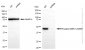 KD-Validated Anti-Phospho-MEK1 (S298) Rabbit Monoclonal Antibody