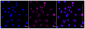 KD-Validated Anti-Phospho-MEK1 (T292) Rabbit Monoclonal Antibody