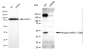 KD-Validated Anti-Phospho-MEK1 (T292) Rabbit Monoclonal Antibody