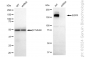 KD-Validated Anti-EGFR Rabbit Monoclonal Antibody