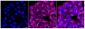 KD-Validated Anti-MAPK10 Rabbit Monoclonal Antibody