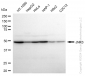 KD-Validated Anti-MAPK10 Rabbit Monoclonal Antibody