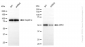 KD-Validated Anti-MAPK10 Rabbit Monoclonal Antibody