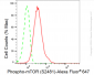KD-Validated Anti-Phospho-mTOR (S2481) Rabbit Monoclonal Antibody