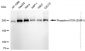 KD-Validated Anti-Phospho-mTOR (S2481) Rabbit Monoclonal Antibody