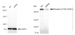 KD-Validated Anti-Phospho-mTOR (S2481) Rabbit Monoclonal Antibody