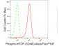 KD-Validated Anti-Phospho-mTOR (S2448) Rabbit Monoclonal Antibody