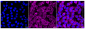 KD-Validated Anti-Phospho-mTOR (S2448) Rabbit Monoclonal Antibody