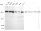 KD-Validated Anti-Phospho-mTOR (S2448) Rabbit Monoclonal Antibody