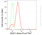 KD-Validated Anti-NAD(P)H Quinone Dehydrogenase 1 Rabbit Monoclonal Antibody