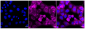 KD-Validated Anti-NAD(P)H Quinone Dehydrogenase 1 Rabbit Monoclonal Antibody