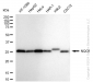 KD-Validated Anti-NAD(P)H Quinone Dehydrogenase 1 Rabbit Monoclonal Antibody