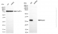 KD-Validated Anti-NAD(P)H Quinone Dehydrogenase 1 Rabbit Monoclonal Antibody
