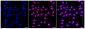 KD-Validated Anti-Poly(A) Binding Protein Nuclear 1 Rabbit Monoclonal Antibody