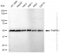 KD-Validated Anti-Poly(A) Binding Protein Nuclear 1 Rabbit Monoclonal Antibody