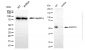 KD-Validated Anti-Poly(A) Binding Protein Nuclear 1 Rabbit Monoclonal Antibody