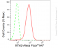 KD-Validated Anti-Metastasis Associated 1 Family Member 2 Rabbit Monoclonal Antibody