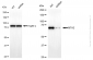 KD-Validated Anti-Metastasis Associated 1 Family Member 2 Rabbit Monoclonal Antibody