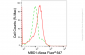 KD-Validated Anti-Methyl-CpG Binding Domain Protein 1 Rabbit Monoclonal Antibody