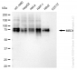 KD-Validated Anti-Methyl-CpG Binding Domain Protein 1 Rabbit Monoclonal Antibody