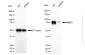 KD-Validated Anti-Methyl-CpG Binding Domain Protein 1 Rabbit Monoclonal Antibody