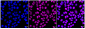 KD-Validated Anti-Methyl-CpG Binding Domain Protein 2 Rabbit Monoclonal Antibody