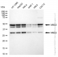 KD-Validated Anti-Methyl-CpG Binding Domain Protein 2 Rabbit Monoclonal Antibody
