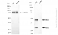 KD-Validated Anti-Methyl-CpG Binding Domain Protein 2 Rabbit Monoclonal Antibody