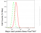 KD-Validated Anti-Major Vault Protein Rabbit Monoclonal Antibody