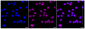 KD-Validated Anti-Major Vault Protein Rabbit Monoclonal Antibody