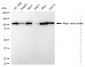 KD-Validated Anti-Major Vault Protein Rabbit Monoclonal Antibody