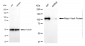 KD-Validated Anti-Major Vault Protein Rabbit Monoclonal Antibody