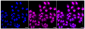 KD-Validated Anti-Non-Homologous End Joining Factor 1 Rabbit Monoclonal Antibody