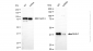KD-Validated Anti-Non-Homologous End Joining Factor 1 Rabbit Monoclonal Antibody
