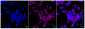 KD-Validated Anti-NSDHL Rabbit Monoclonal Antibody