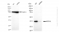 KD-Validated Anti-NSDHL Rabbit Monoclonal Antibody
