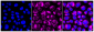 KD-Validated Anti-NSDHL Rabbit Monoclonal Antibody