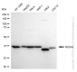 KD-Validated Anti-NSDHL Rabbit Monoclonal Antibody