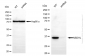 KD-Validated Anti-NSDHL Rabbit Monoclonal Antibody